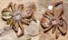 Philodromus sp.